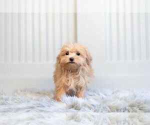 Medium Maltipoo