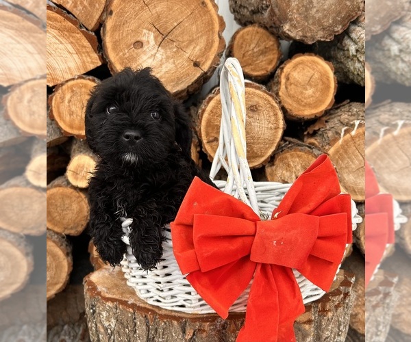 Medium Photo #3 Schnoodle (Miniature) Puppy For Sale in MIDDLEBURY, IN, USA