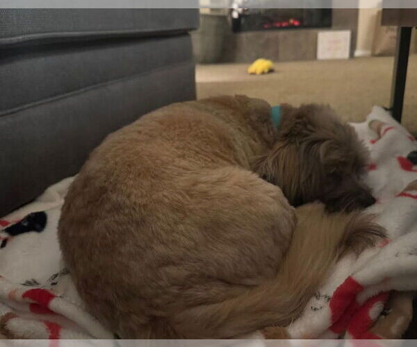 Medium Photo #4 Lhatese Puppy For Sale in San Diego, CA, USA