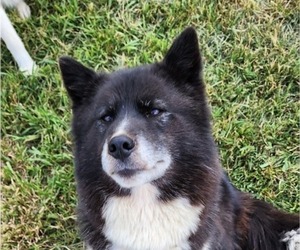 Mother of the Siberian Husky puppies born on 06/29/2025
