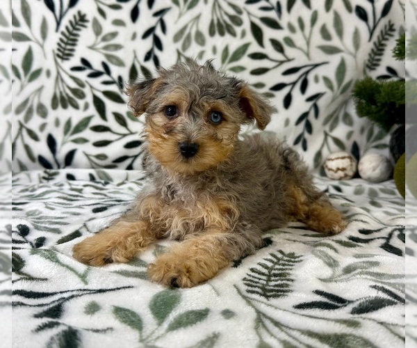 Medium Photo #1 YorkiePoo Puppy For Sale in GREENFIELD, IN, USA