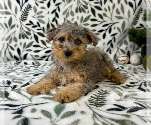 YorkiePoo Puppy for sale in GREENFIELD, IN, USA