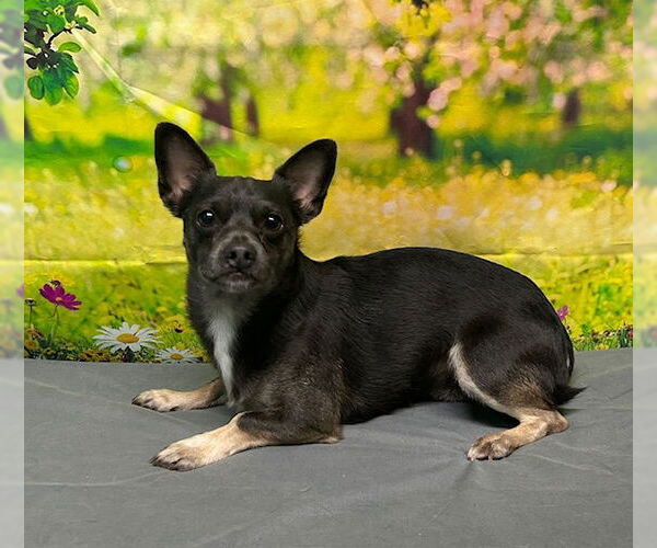 Medium Photo #3 Chihuahua-Unknown Mix Puppy For Sale in Wetumpka, AL, USA