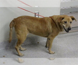Labrador Retriever-Unknown Mix Dogs for adoption in Pasadena, TX, USA