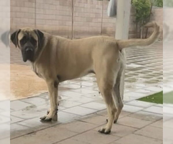 Medium Photo #12 Mastiff Puppy For Sale in Goodyear, AZ, USA