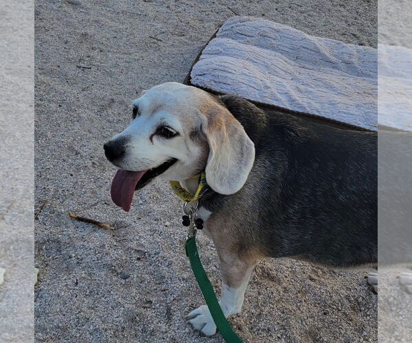 Medium Photo #3 Beagle Puppy For Sale in Las Vegas, NV, USA