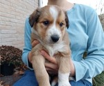 Small Photo #3 English Shepherd Puppy For Sale in VAN WERT, OH, USA