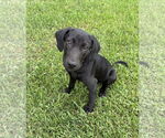Small #1 Labrador Retriever Mix