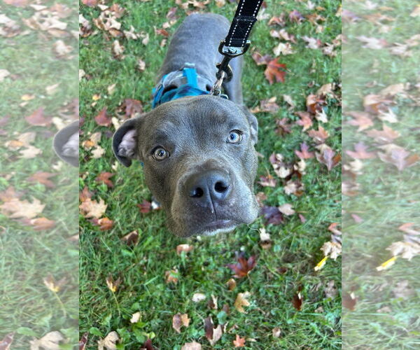 Medium Photo #1 American Pit Bull Terrier-Unknown Mix Puppy For Sale in Crete, IL, USA