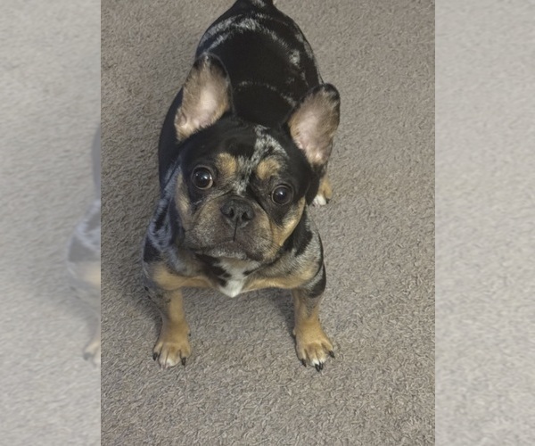 Medium Photo #1 French Bulldog Puppy For Sale in WALDORF, MD, USA