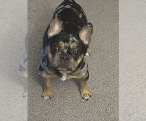 Mother of the French Bulldog puppies born on 02/11/2025