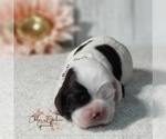 Puppy AVA Cocker Spaniel