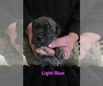 Small #3 Cane Corso