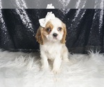 Small #5 Cavalier King Charles Spaniel