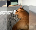 Small #1 Basenji Mix