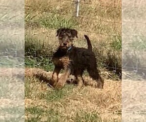 Airedale Terrier Puppy for sale in PULASKI, TN, USA