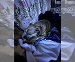 Small #14 Chihuahua Mix
