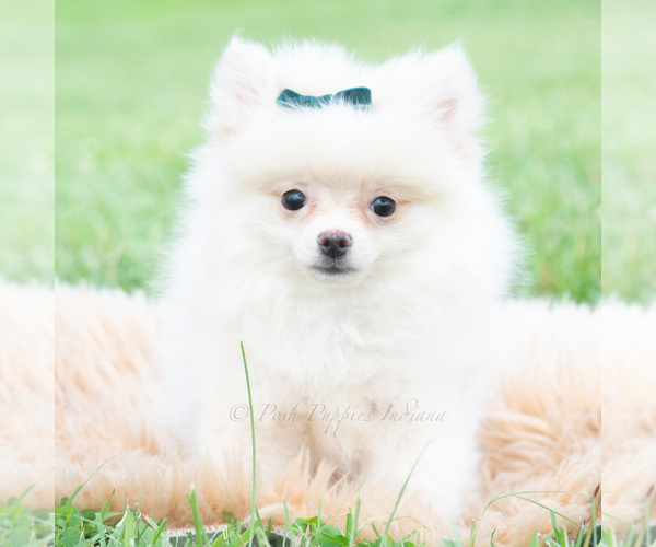 Medium Photo #3 Pomeranian Puppy For Sale in WARSAW, IN, USA