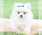 Small Photo #3 Pomeranian Puppy For Sale in WARSAW, IN, USA