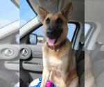 Small #7 German Shepherd Dog Mix