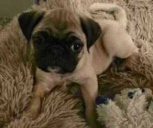 Pug Puppy for sale in SAN ANTONIO, TX, USA