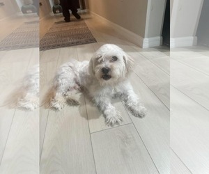 Bowden - Male Shih Tzu Dog for Adoption - Photo #2