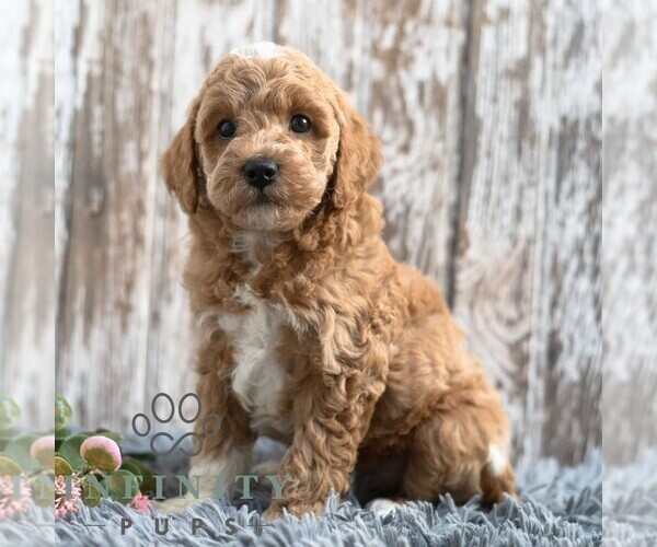Medium Photo #4 Goldendoodle (Miniature) Puppy For Sale in SUNBURY, PA, USA