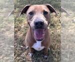 Small Photo #2 Mutt Puppy For Sale in Texas City, TX, USA