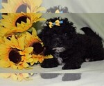 Small Photo #2 ShihPoo Puppy For Sale in BARNESVILLE, KS, USA