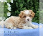 Small #2 Cavapoo