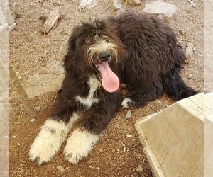 Aussiedoodle Puppy for sale in DOWELLTOWN, TN, USA