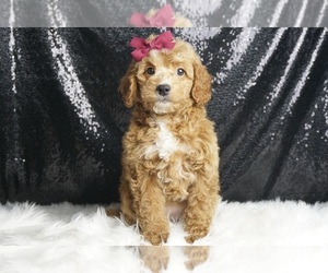 Goldendoodle (Miniature) Puppy for sale in WARSAW, IN, USA