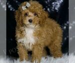 Small Photo #17 Poodle (Toy) Puppy For Sale in WARSAW, IN, USA