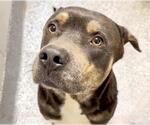 Small #1 Staffordshire Bull Terrier Mix