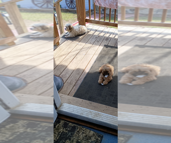 Medium Photo #1 Havapoo Puppy For Sale in POLO, MO, USA