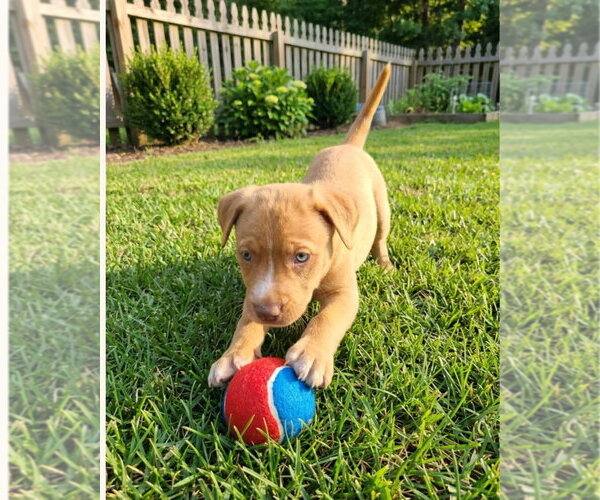 Medium Photo #1 Mutt Puppy For Sale in Hillsboro, MO, USA