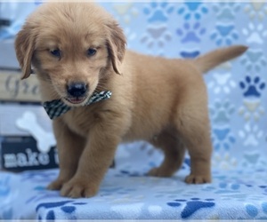 Golden Retriever Puppy for sale in LANCASTER, PA, USA