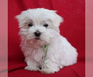 Maltese Puppy for Sale in GREENVILLE, Pennsylvania USA
