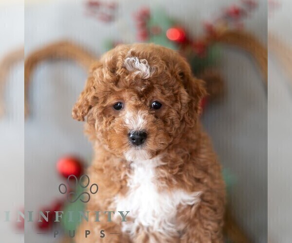 Medium Photo #4 Bichpoo Puppy For Sale in DORNSIFE, PA, USA