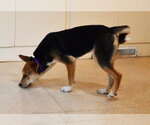 Small #5 Siberian Husky Mix