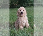 Puppy 0 Golden Retriever-Poodle (Toy) Mix