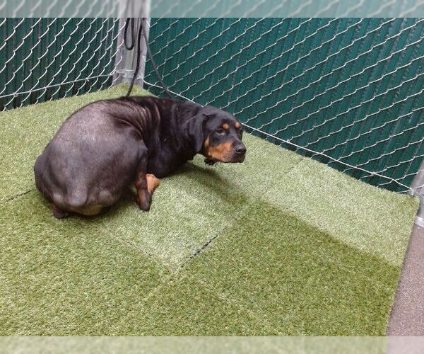 Medium Photo #1 Rottweiler Puppy For Sale in Downey, CA, USA