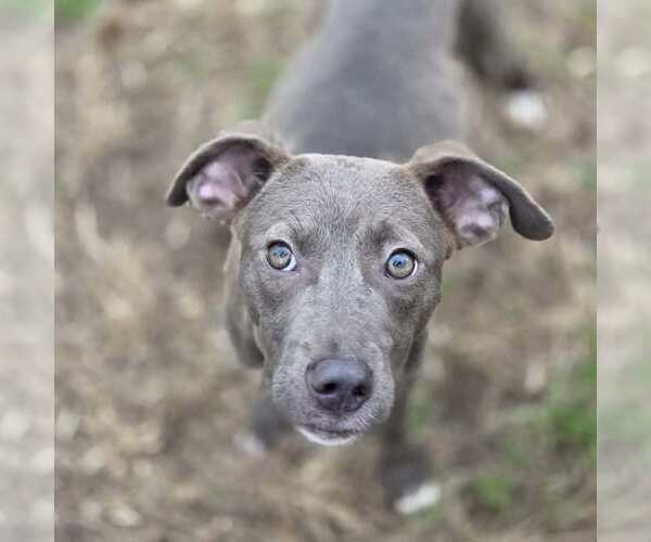 Medium Photo #4 Blue Lacy-Unknown Mix Puppy For Sale in Anniston, AL, USA