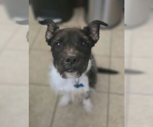 American Staffordshire Terrier-Unknown Mix Dogs for adoption in Rosenberg, TX, USA