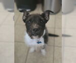 Small American Staffordshire Terrier Mix