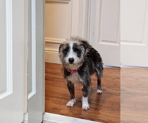 Mutt Dogs for adoption in Woodbury, NY, USA