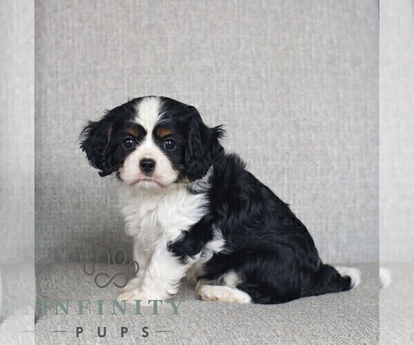 Medium Photo #3 Cavalier King Charles Spaniel Puppy For Sale in NARVON, PA, USA