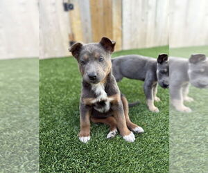 Mutt Dogs for adoption in Dana Point, CA, USA