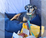 Small #2 Bluetick Coonhound Mix