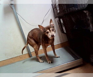 Mutt Dogs for adoption in Martinez, CA, USA